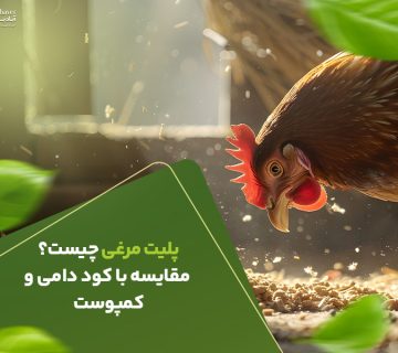 پلیت مرغی چیست مقایسه با کود دامی و کمپوست