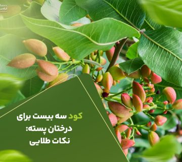 کود سه بیست برای درختان پسته