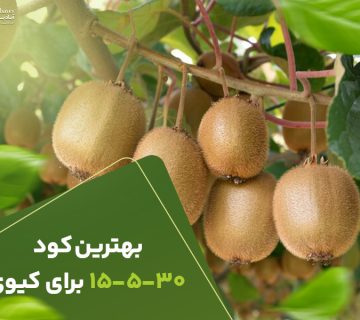 بهترین کود15530برای کیوی
