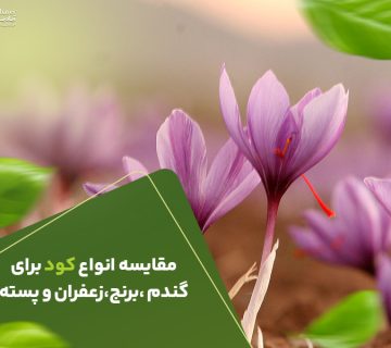 مقایسه انواع کود برای برنج و زعفران و پسته