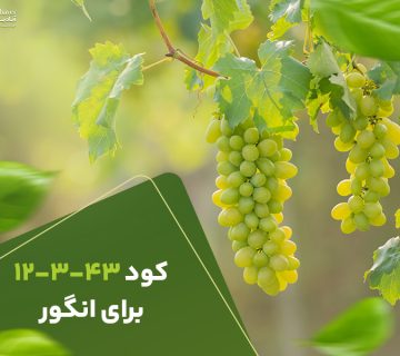 کود12343برای انگور