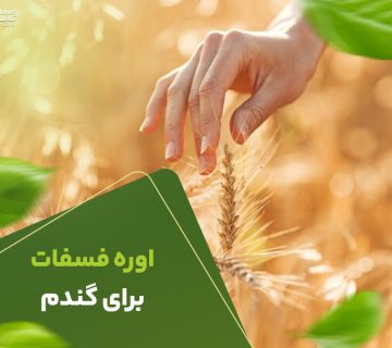 اوره فسفات برای گندم