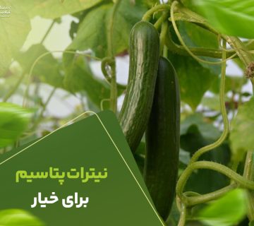 بهترین نیترات پتاسیم برای خیار