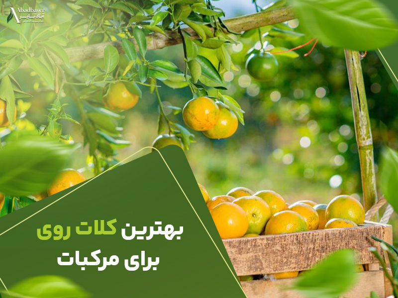 بهترین کلات روی برای مرکبات