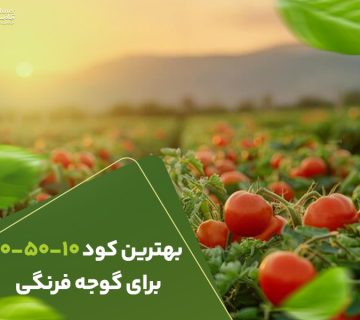 بهترین کو105010برای گوجه فرنگی