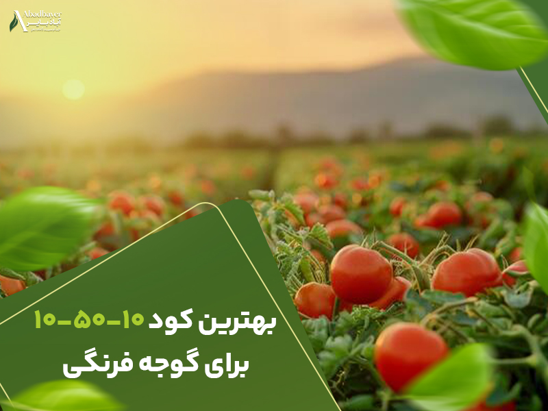 بهترین کو105010برای گوجه فرنگی