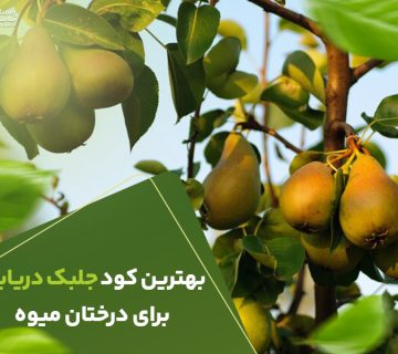 بهترین کود جلبک دریایی برای درختان میوه