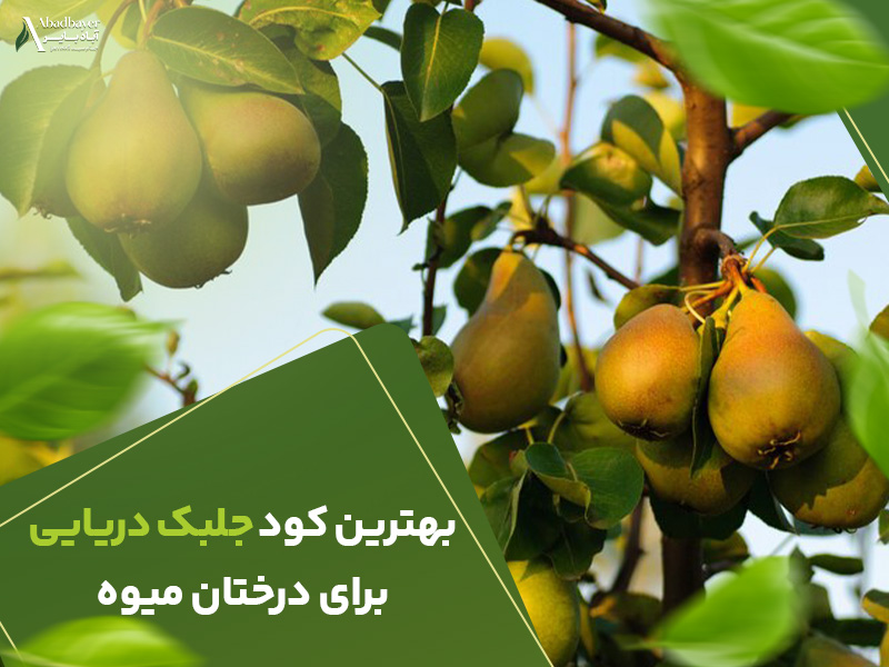 بهترین کود جلبک دریایی برای درختان میوه