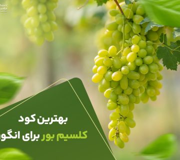 بهترین کود کلسیم بور برای انگور