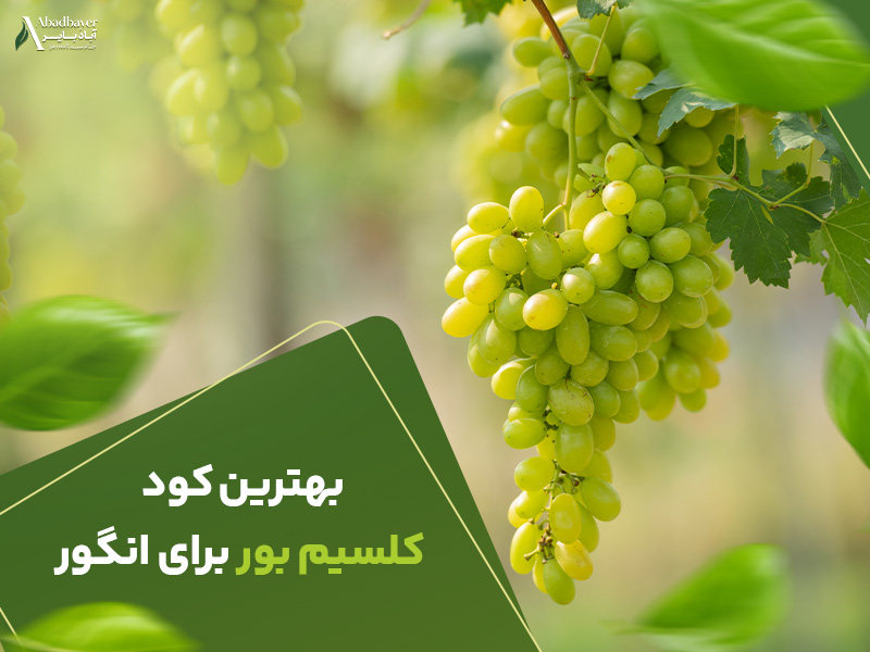 بهترین کود کلسیم بور برای انگور