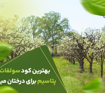 بهترین کودسولفات پتاسیم برای درختان میوه