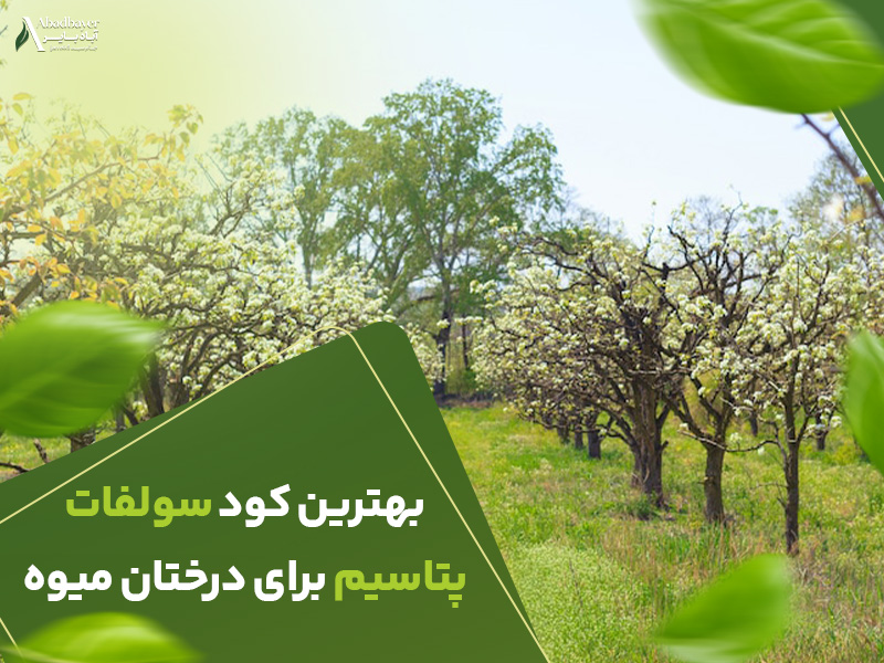 بهترین کودسولفات پتاسیم برای درختان میوه