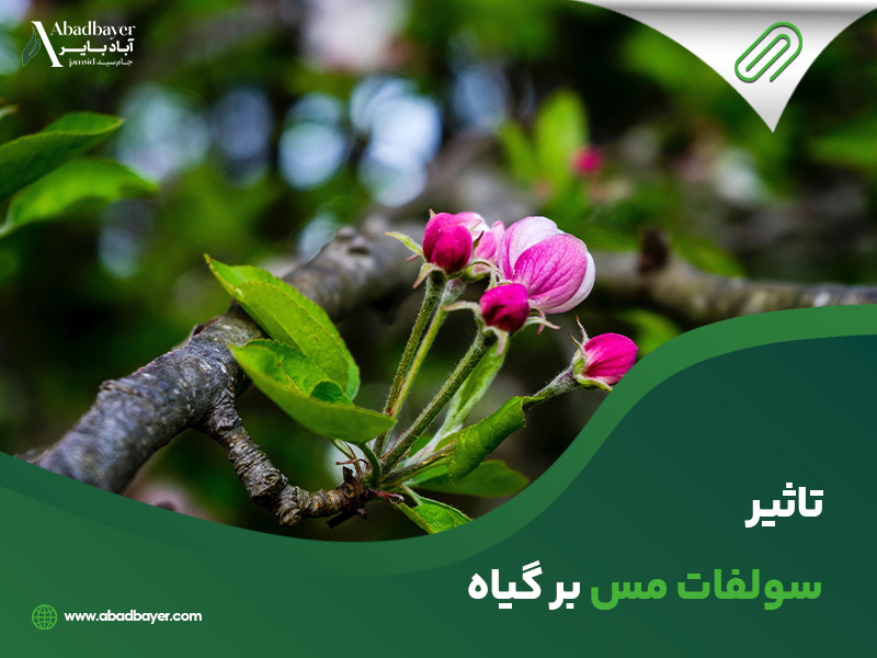 تاثیر سولفات مس برگیاه