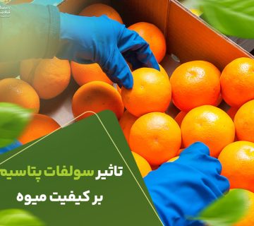 تاثیر سولفات پتاسیم برکیفیت میوه