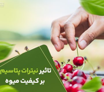 تاثیر نیترات پتاسیم برکیفیت میوه