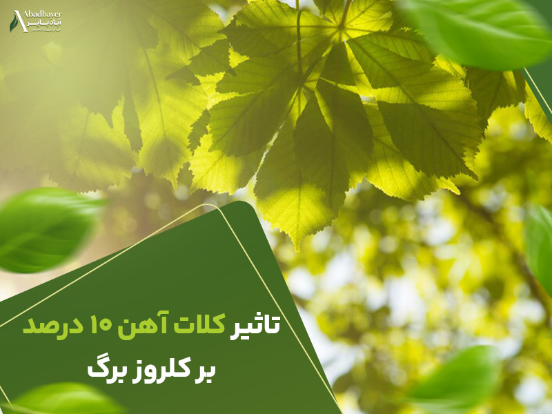تاثیر کلات اهن 10 درصد بر کلروز برگ
