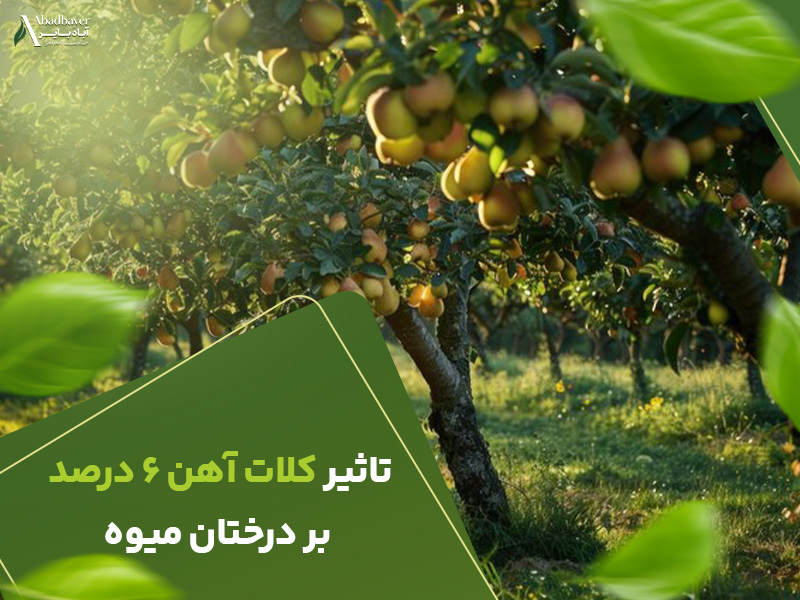 تاثیر کلات اهن 6 درصد بردرختان میوه