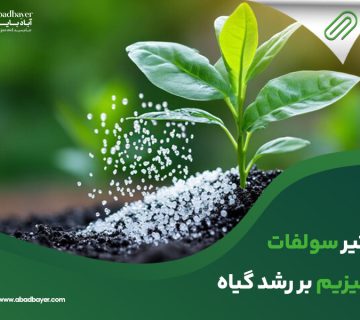 تاثیرسولفات منیزیم بررشدگیاه