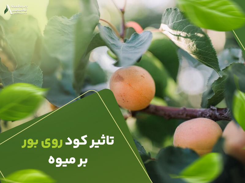 تاثیرکود روی و بور بر میوه