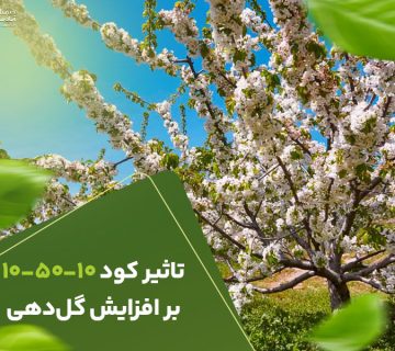 تاثیر کود 105010برافزایش گلدهی