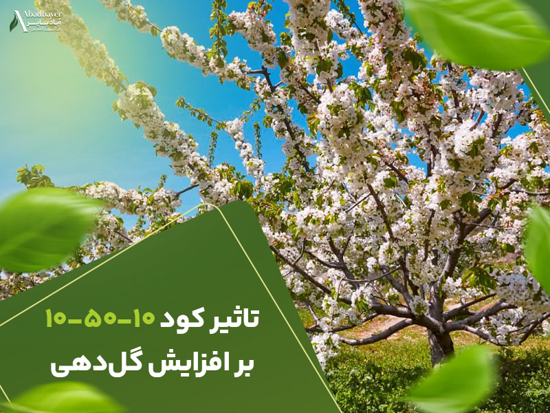 تاثیر کود 105010برافزایش گلدهی