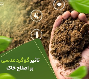 تاثیرگوگردعدسی بر اصلاح خاک