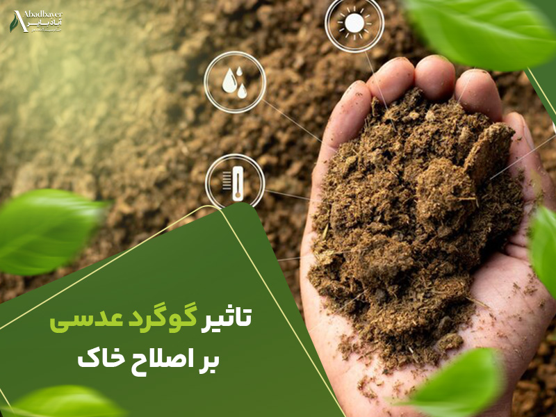 تاثیرگوگردعدسی بر اصلاح خاک