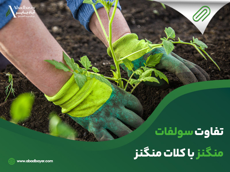 تفاوت سولفات منگنز با کلات منگنز