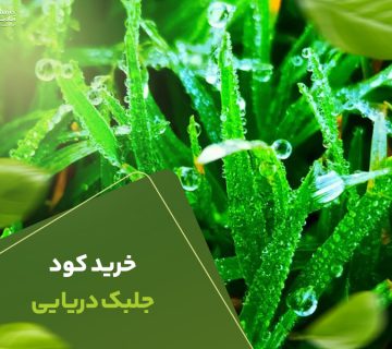 خریدکودجلبک دریایی