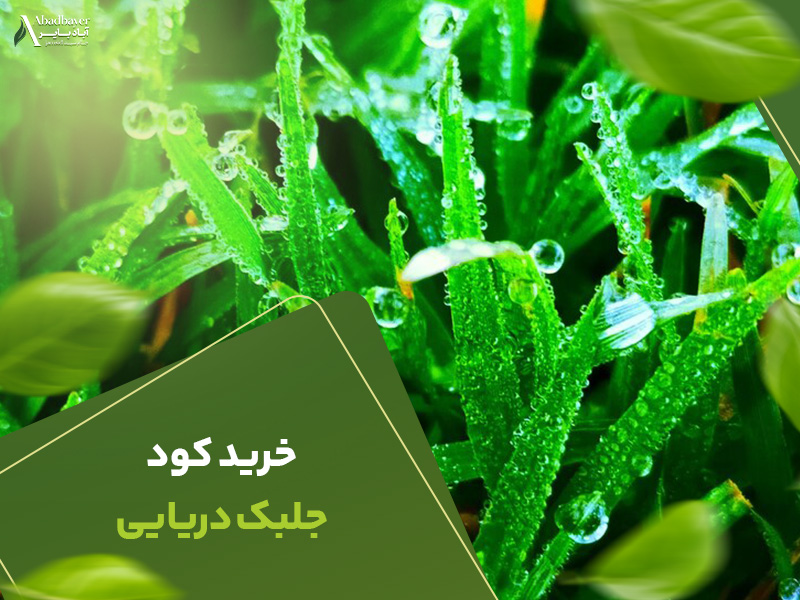 خریدکودجلبک دریایی