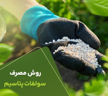 روش مصرف سولفات پتاسیم