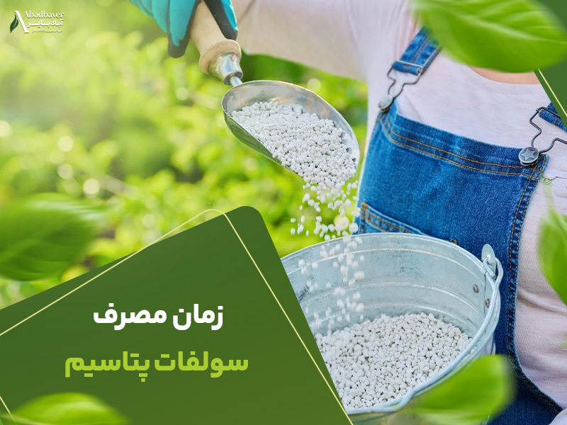 زمان مصرف سولفات پتاسیم