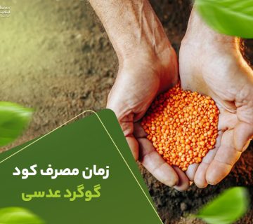 زمان مصرف کودگوگردعدسی