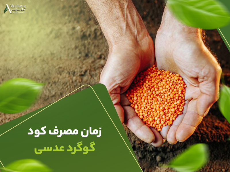 زمان مصرف کودگوگردعدسی