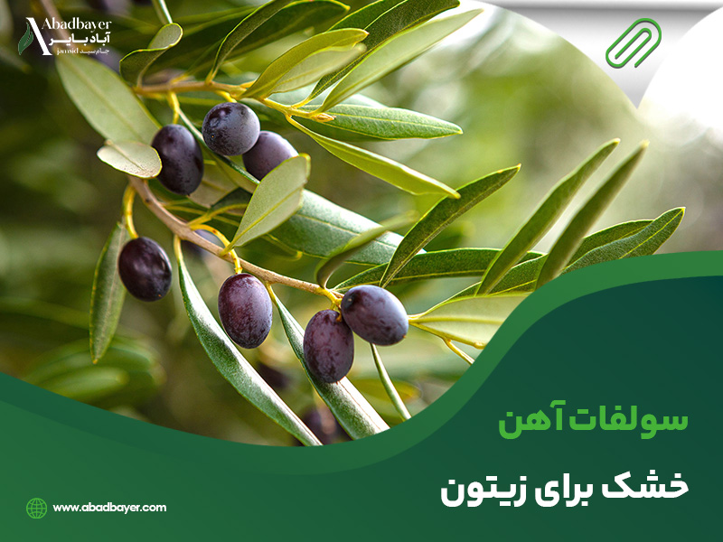 سولفات اهن خشک برای زیتون