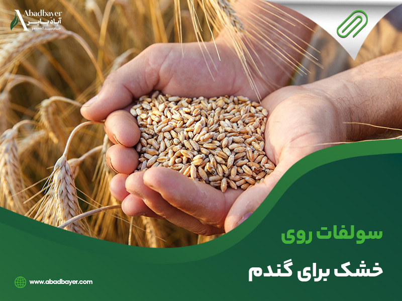 سولفات روی خشک برای گندم