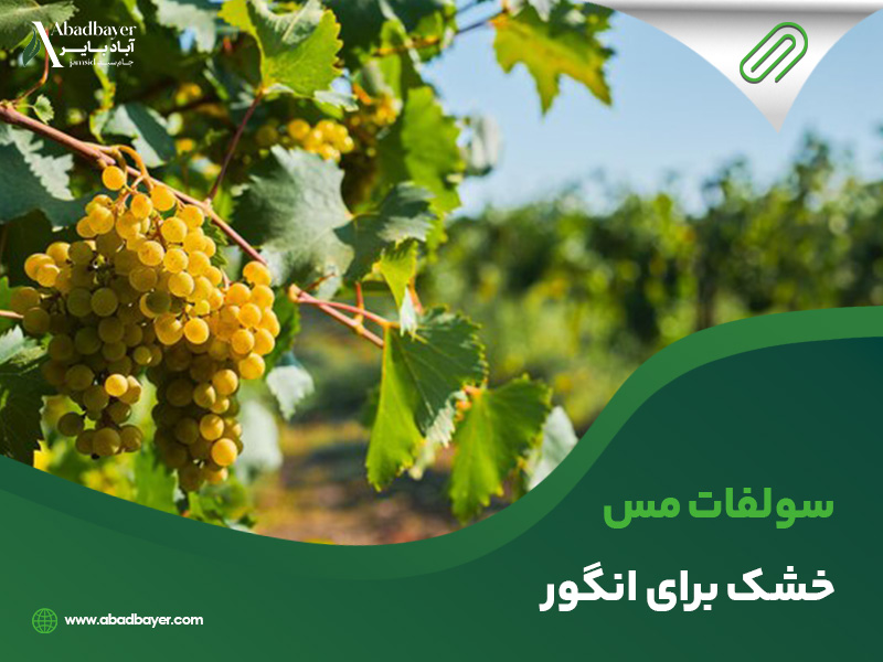 سولفات مس خشک برای انگور