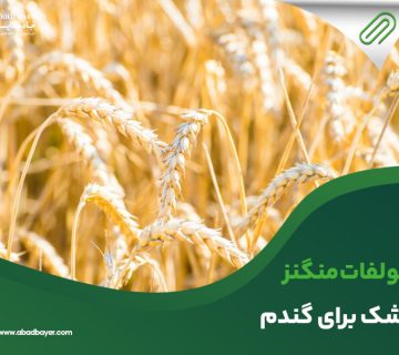 سولفات منگنز خشک برای گندم