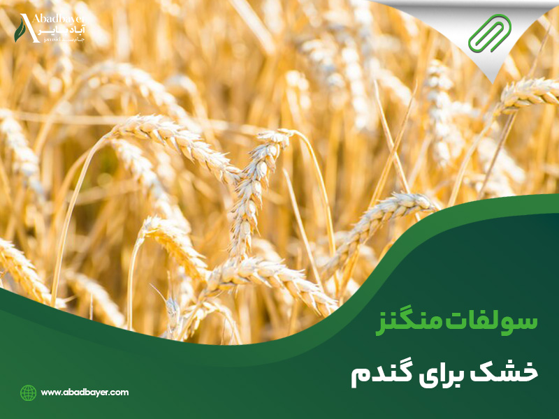 سولفات منگنز خشک برای گندم