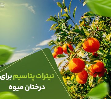نیترات پتاسیم برای درختان میوه