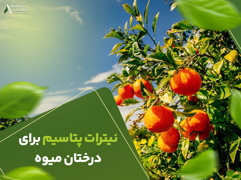 نیترات پتاسیم برای درختان میوه