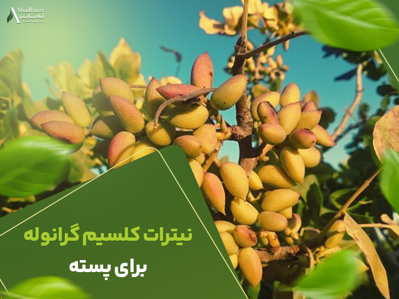 نیترات کلسیم گرانوله برای پسته