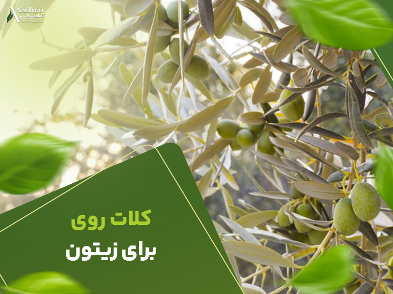 کلات روی برای زیتون