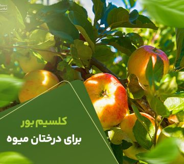 کلسیم بور برای درختان میوه