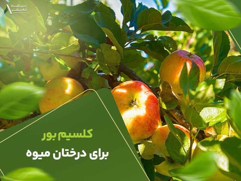کلسیم بور برای درختان میوه