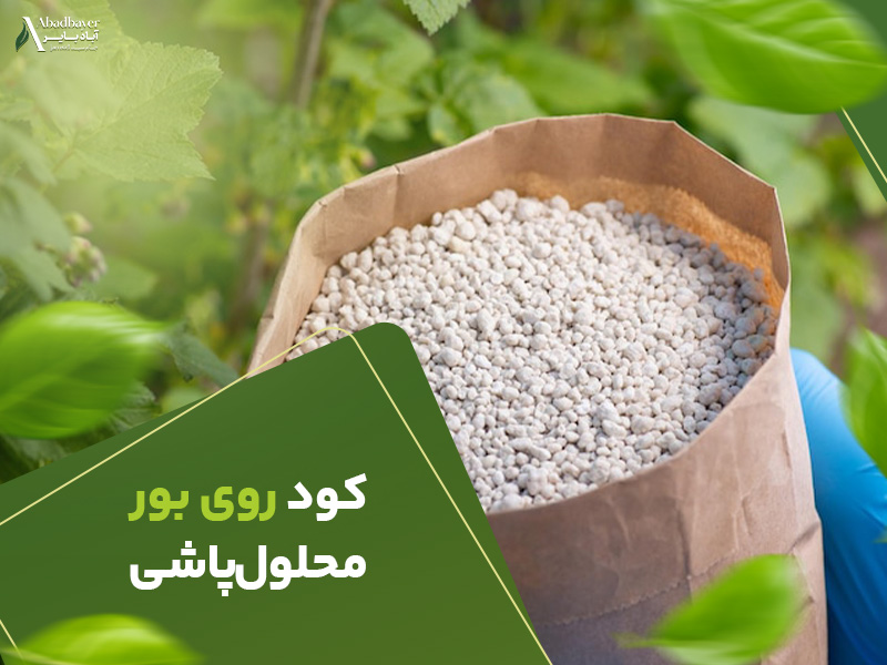کود روی و بور محلول پاشی