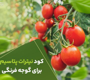 کود نیترات پتاسیم برای گوجه فرنگی