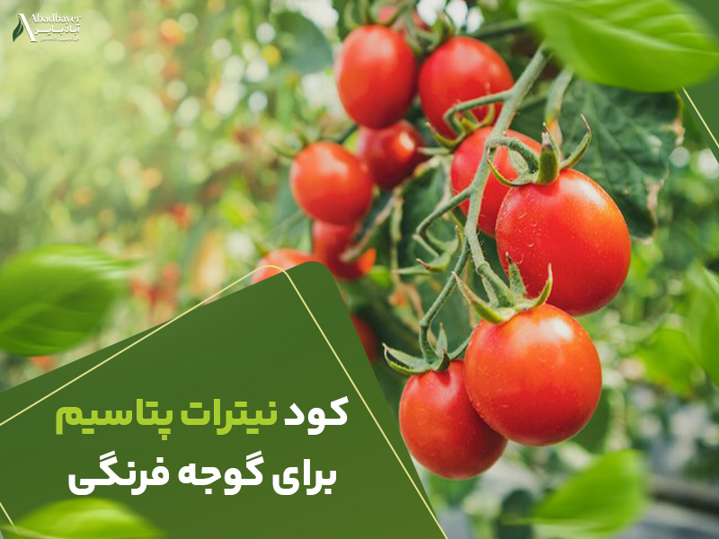 کود نیترات پتاسیم برای گوجه فرنگی