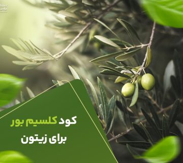 کود کلسیم بور برای زیتون