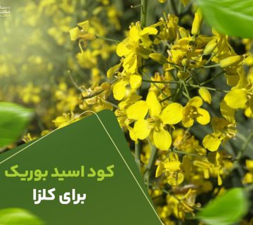 کوداسیدبوریک برای کلزا